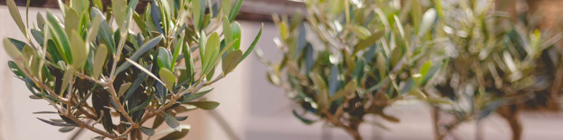 Le 41- Epicerie Fine