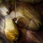 L'Huile H Originelle Domaine de Leos 250ml